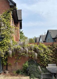 Wisteria In Bloom