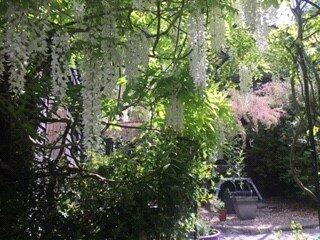 Rear Courtyard
