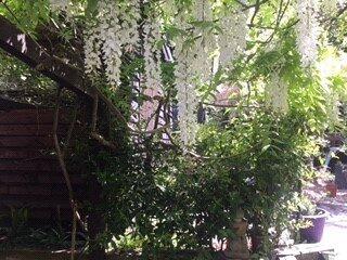 Rear Courtyard