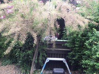 Rear Courtyard
