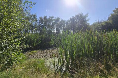 Pond