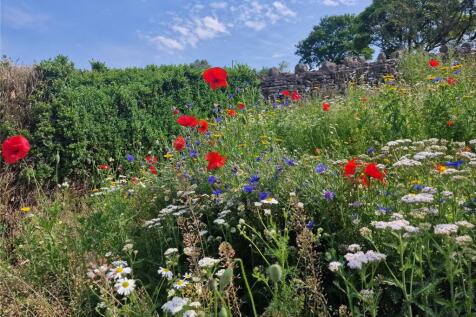 Wild Meadow