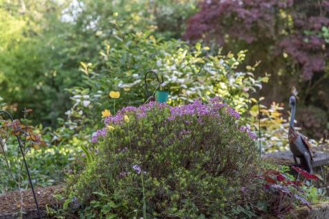 garden 5.jpg