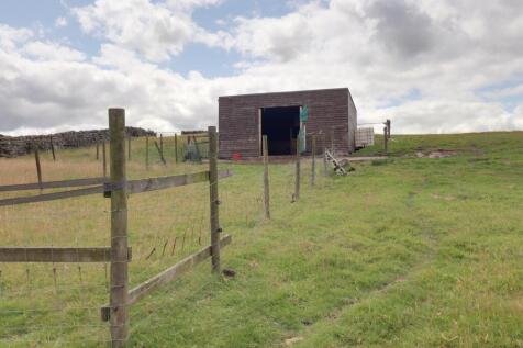 Lambing shed 2