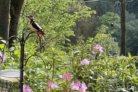 Woodpecker crop