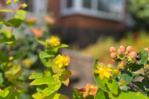 front garden plant