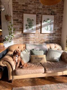 DOG ON SOFA.jpeg