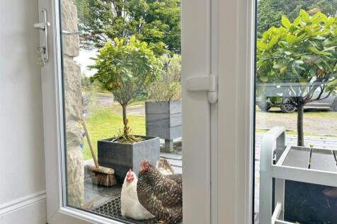 The chooks!