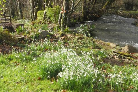 Winter snowdrops .JPG