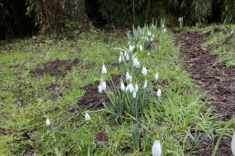Snow drops