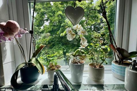 Window View from kitchen