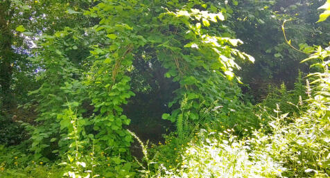 Garden4