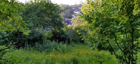 View from Garden
