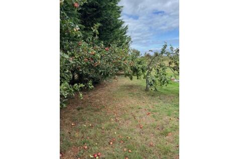 Orchard