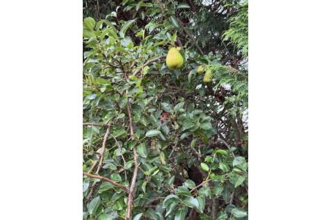 Orchard
