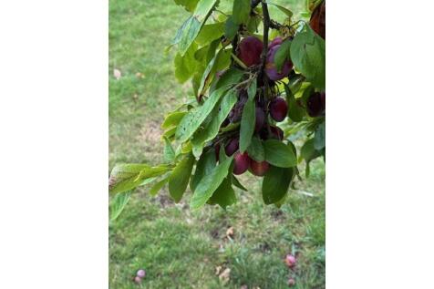 orchard