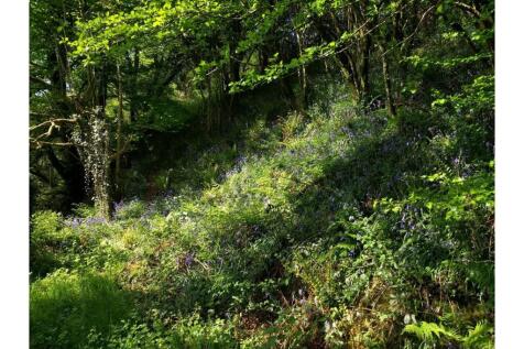 Woodland
