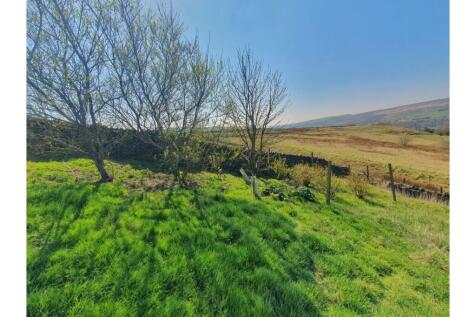 Orchard