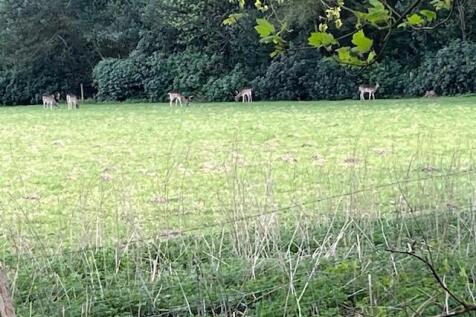 Deer 2