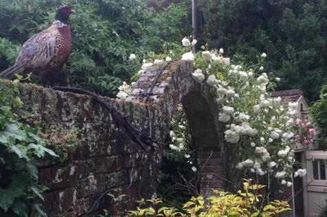 Dovecote &amp; Captain
