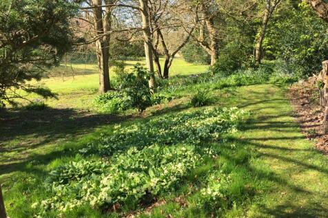 Primrose Bank