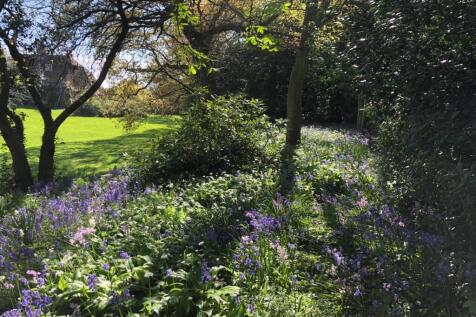 Bluebell Path