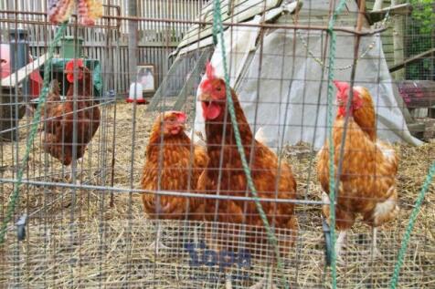 Chickens