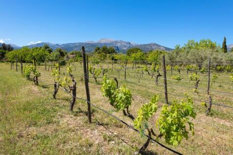 Vineyard