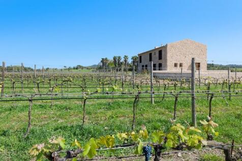 Vineyard