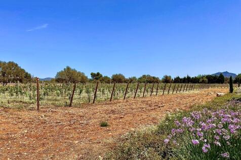 Tempranillo (1)