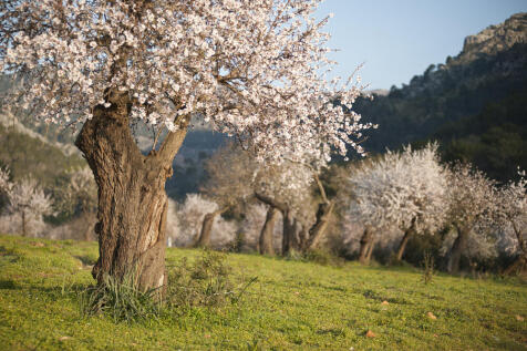 Campos Almond Grove