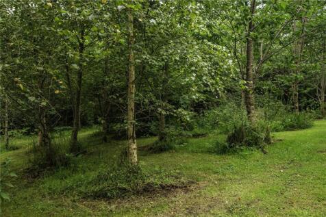Wild Cherry Orchard