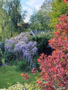 Wysteria.jpg