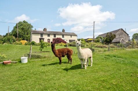 Paddock with alpacas.jpg