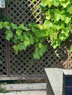 Grapevine.jpg
