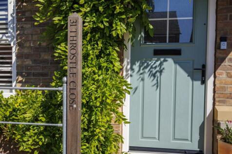 31_Throstle_Close_31.jpg