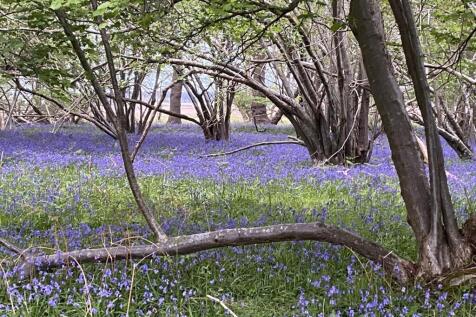 Surrounding Woodland