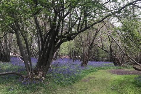Surrounding Woodland