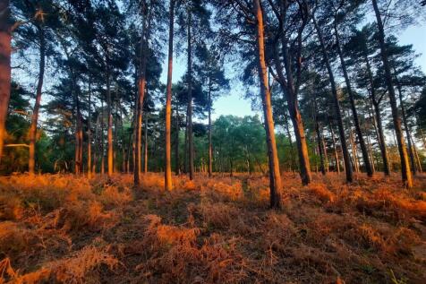 Woodland &amp; Surrounding Areas