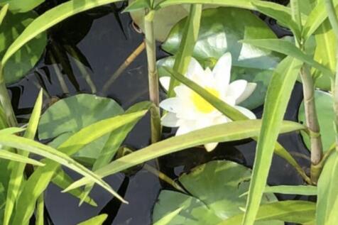 Pond
