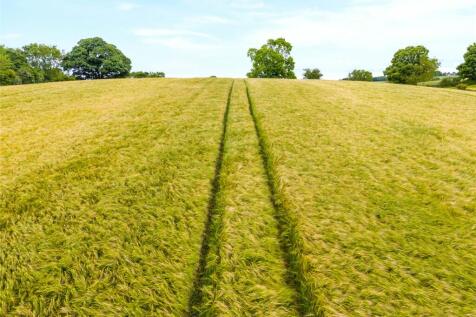 Spring Barley