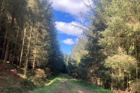 Lot 3 - Woodland