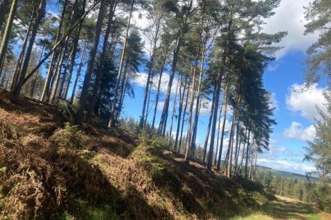 Lot 3 - Woodland