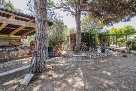 Pine forest area