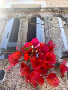 Flowers on balcony