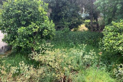 Back garden