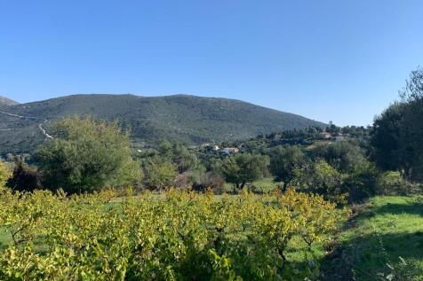 Vineyard in plot