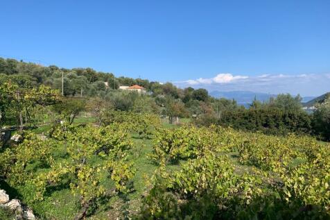 Vineyard in plot