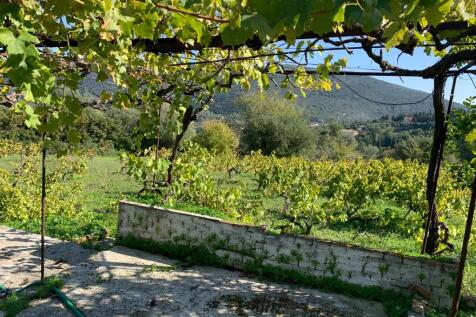 Vineyard in plot