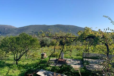 Vineyard in plot